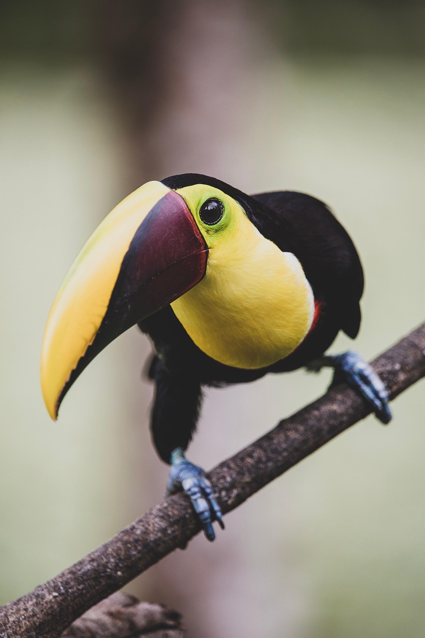 Colorful toucan in Costa Rica - iconic wildlife representing tropical destinations beyond Florida